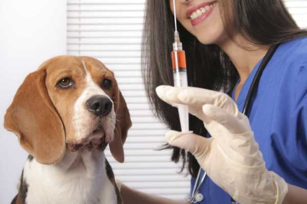 Сколько стоит прививка для собаки в липецке thumbnail